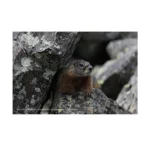 Canon EOS 5D Mark IV Kit with 24-105mm f/4L II - Image 2