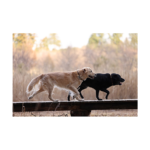 Canon EOS R5 Body - Image 7