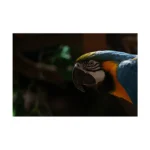 Canon EOS R5 with RF 24-105mm f/4L IS USM Lens Without R Adapter - Image 5